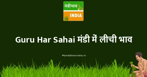 Litchi भाव